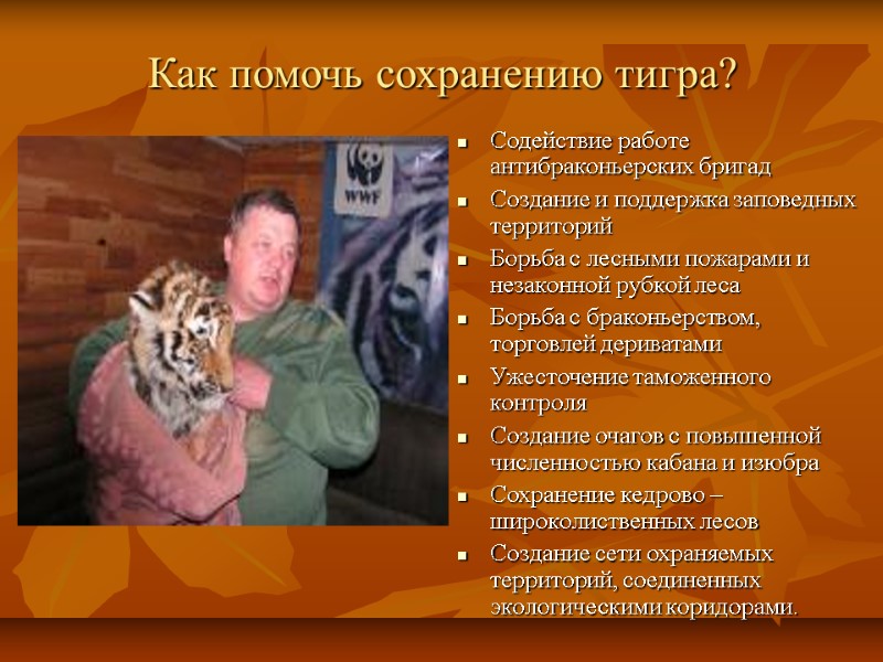 Как помочь сохранению тигра? Содействие работе антибраконьерских бригад Создание и поддержка заповедных территорий Борьба